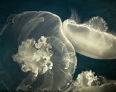 Blue Jellyfish Print, Nature Photography, Teal Wall Art, Jellyfish Photograph, Ocean Art, Navy Blue Home Decor  - The Luminous Veil - EyePoetryPhotography