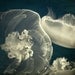 Blue Jellyfish Print, Nature Photography, Teal Wall Art, Jellyfish Photograph, Ocean Art, Navy Blue Home Decor  - The Luminous Veil