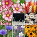 100 Seed Wedding Favors - Plantable Paper Flower Seed and Plantable Pots Kit