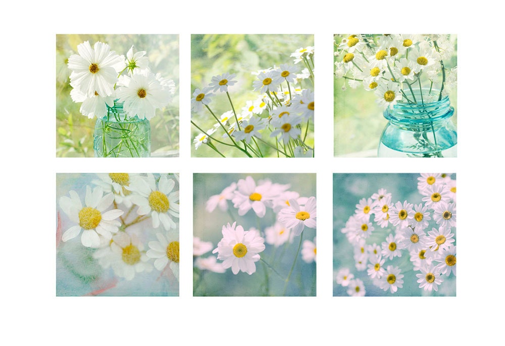 Nature Photography, 6 White Daisy  Photographs, Flower Photos, Floral Wall Decor,  Shabby Chic Home