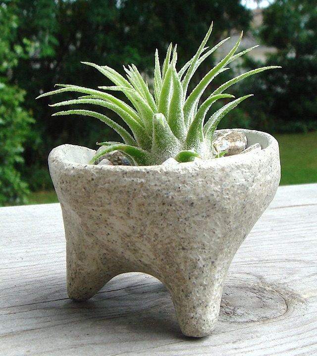 ZEN Mini Concrete Planter with Druid Air Plant