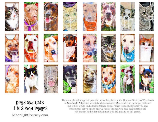 DOGS and CATS 1 x 2 inch images collage sheet altered art domino canine feline animal rescue pit bull labrador chihuahua