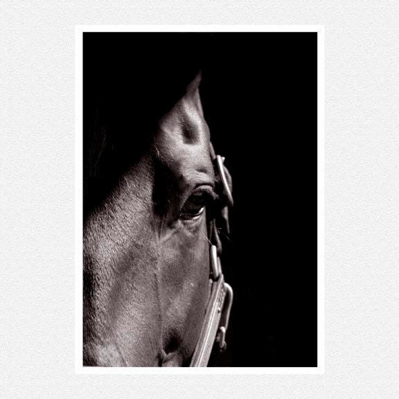 Horse Photography, Black and white, horse portrait, harness racing, The Pacer equestrian fine art photography print  8x12