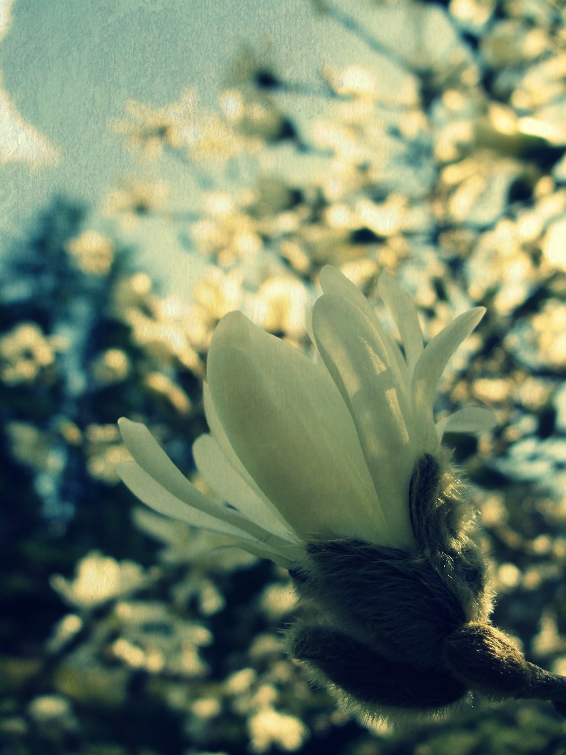 Nature Photography, Tulip Tree, Spring, Blooms, Trees, Garden, Blue, White, Fine Art Nature Photography