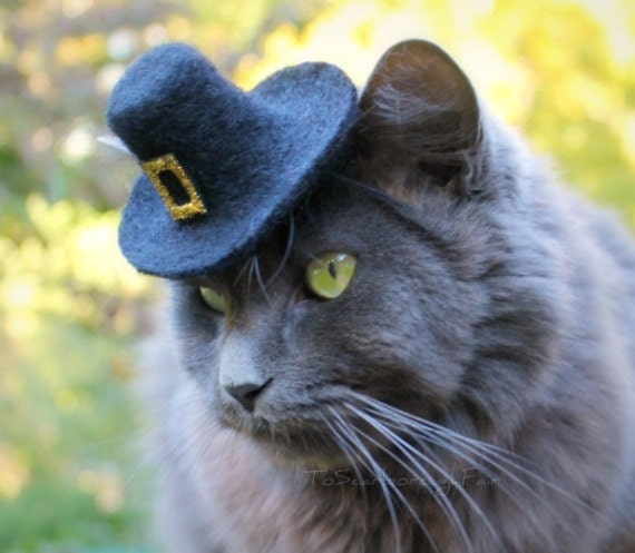 Pilgrim Cat Hat - Wool Felted Pet Hat - Thanksgiving Celebration