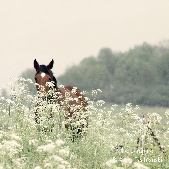 The horse in the field... Nature. Landscape. Fine art photography print. 8x8 inches (20x20 cm)