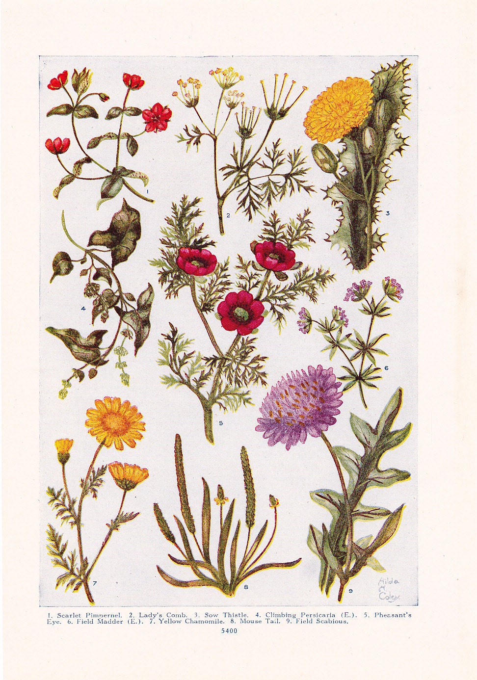 1947 Flower Print - Vintage Plant Home Decor Art Illustration for Nature Science Woman Great for Framing