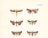 Antique Moth Print Plate XLIV . southern wainscot, smoky wainscot, common wainscot . original woodblock dated 1896