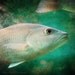 One Eye, One Tail - Fish - Marine Life - Animal portrait - FIne Art Photography -