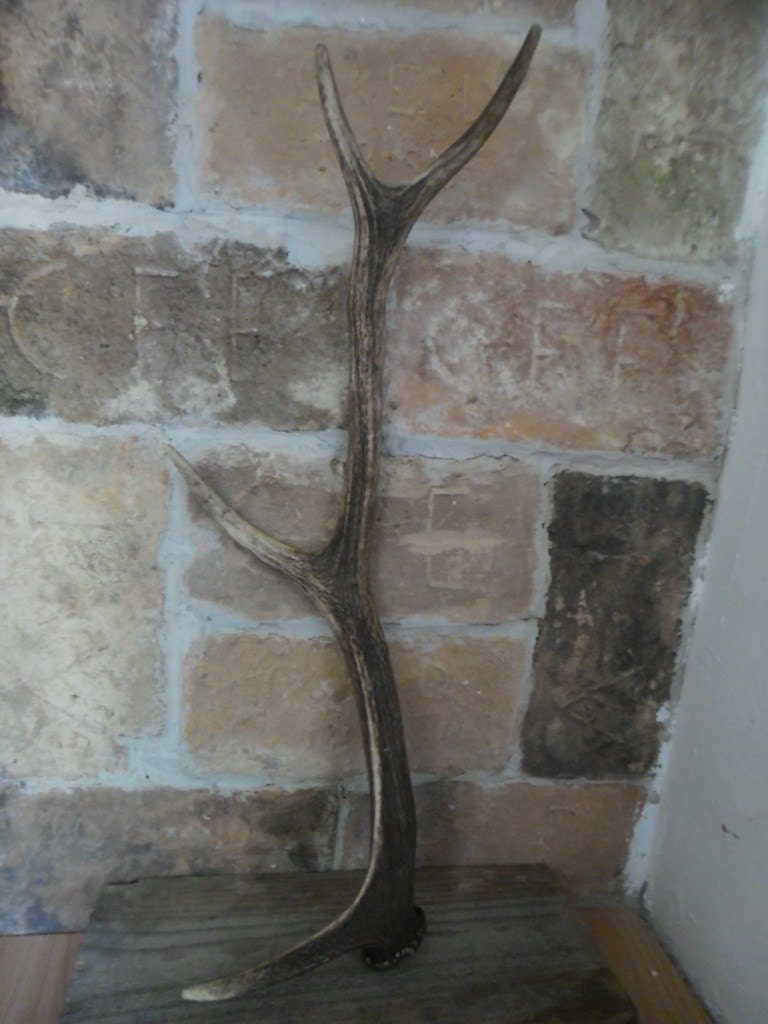 Rustic Deer Antler L