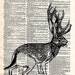 Jackalope Vintage Book Art Print - Upcycled Recycled Antique Book Print - Faux Taxidermy Rabbit Print - Mythical Animal Natural History