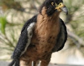 Needle Felted   Animals/Peregrine Falcon/Soft Sculpture /Made to custom order