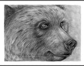 Original Artwork Bear Face Animal Drawing Charcoal Graphite Signed