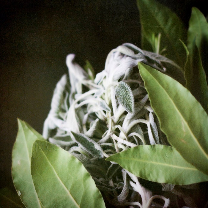 Fresh Herbs Fine Art Food Photography - 5x5 inch