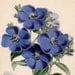 19thC exotic flowers antique botanical flower print original lithograph - purple and blue flower