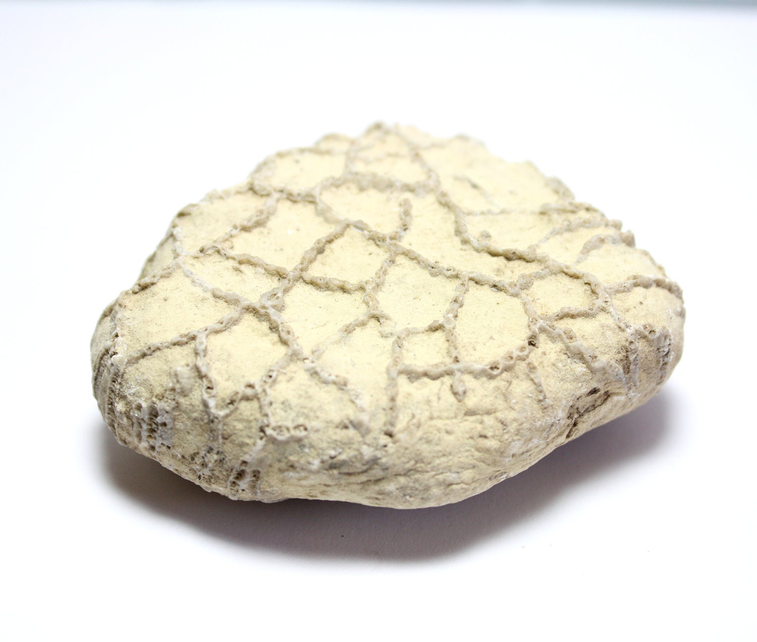 rock coral
