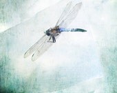 Still life photography, Dragonfly photograph, macro photography, insect, blue green, nature wall art, fine art photography, photo print