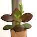 Succulent Cork Magnet,  Zabaco Jade