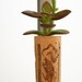 Succulent Cork Magnet,  Zabaco Jade