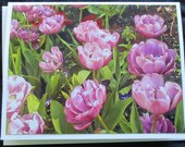 Field of Mauve Tulips photo note card
