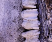 Skull Teeth 8x10