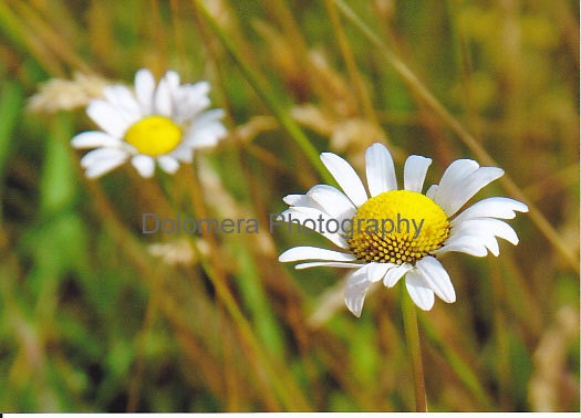 Fields of Daisies, Nature Fine Art Photograph, 5 x 7 Color, Flower Garden, North Carolina Mountain Landscape