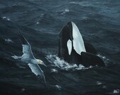 Orca and gannet - 11 x 14 print of original painting