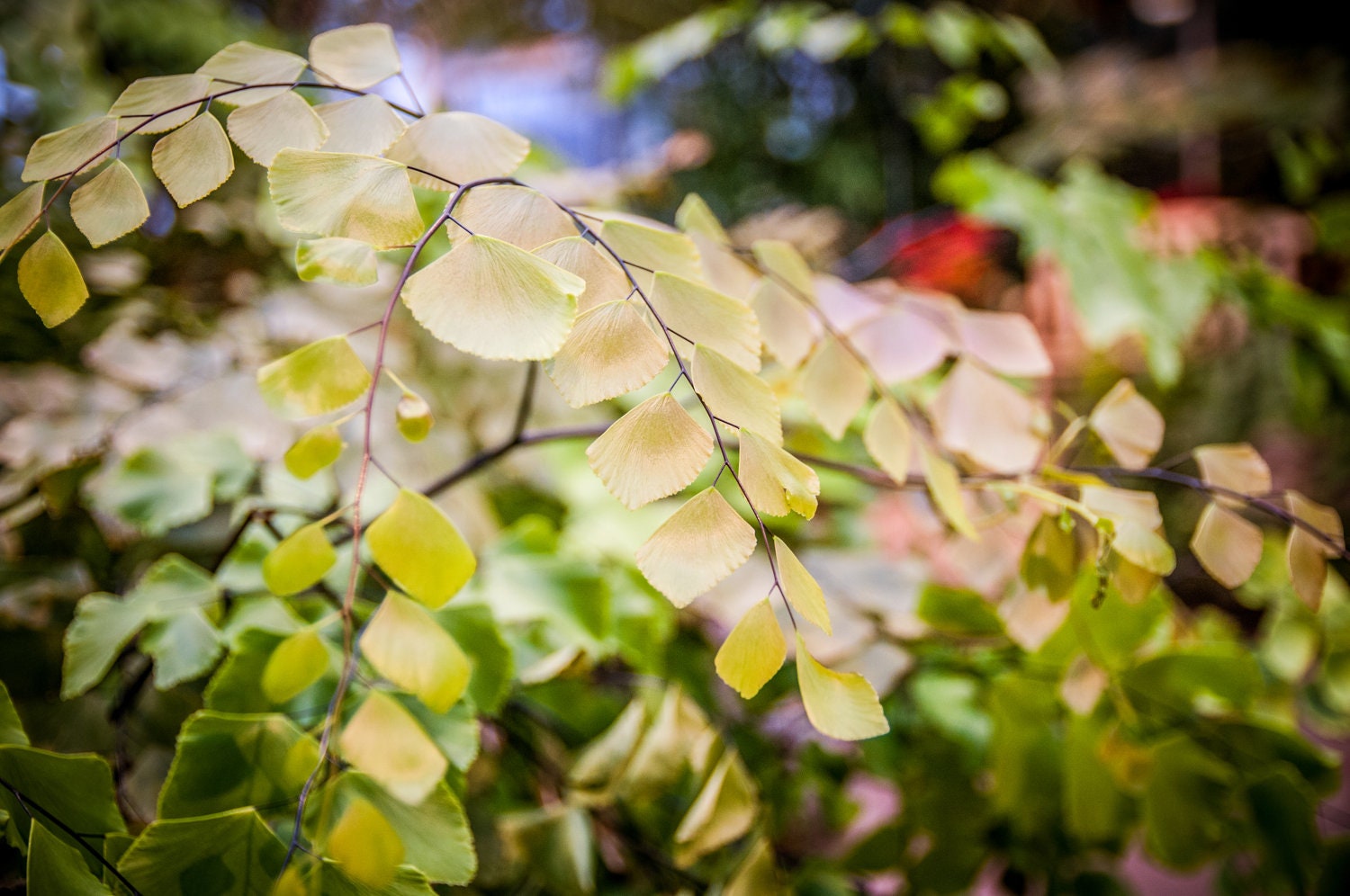 Leaves Forest Green Tree Branch Nature Plant Fine Art Photography