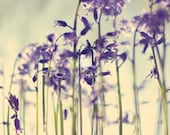 Nature photography - archival print - bluebells - green fresh grass - flower photography - 12x8 fine art photograph