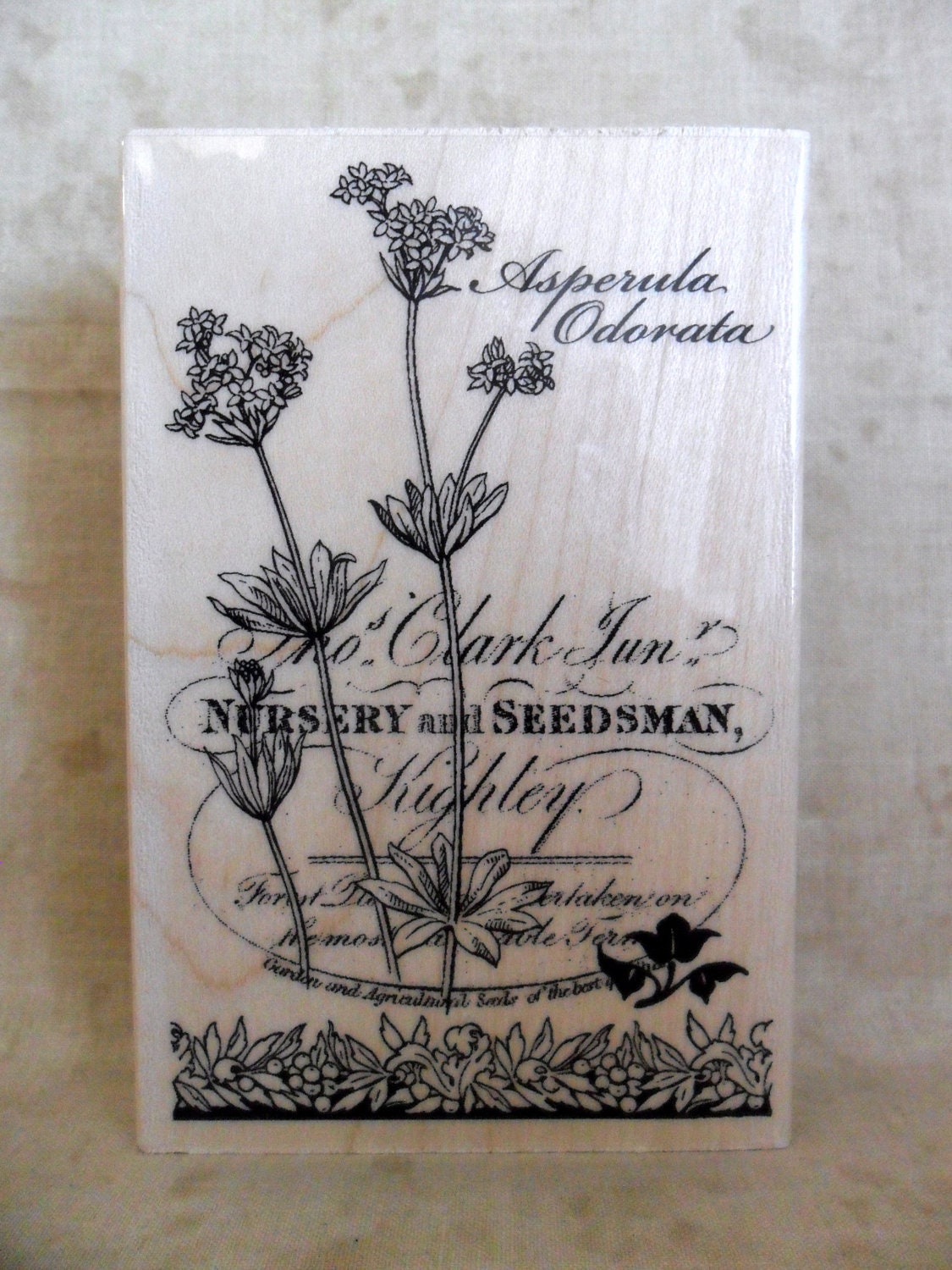 Botanical Asperula Rubber Stamp by Stampendous-SALE