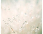 dandelion winter flower photo print - whimsical fine art photography, water, drop, dew, morning, white, cream, enchanting - 12x12 - IN STOCK - oohprettyshiny dandelion winter flower photo print - whimsical fine art photography, water, drop, dew, morning, white, cream, enchanting - 12x12 - IN STOCK - oohprettyshiny