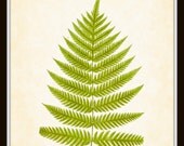Botanical Art Print - Antique Fern Series Plate 16