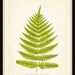 Botanical Art Print - Antique Fern Series Plate 16