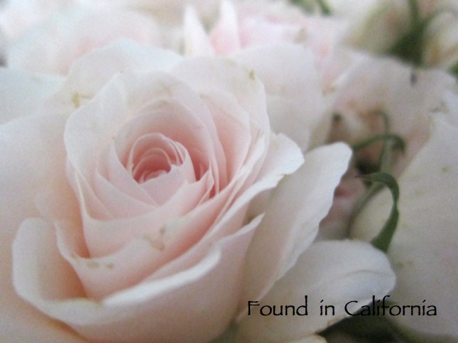Descanso Gardens Rose Photograph, Rose Print, La Canada, California, Fine Art Photography, 5x7 Print, Matte Photography Print, Flower Photos