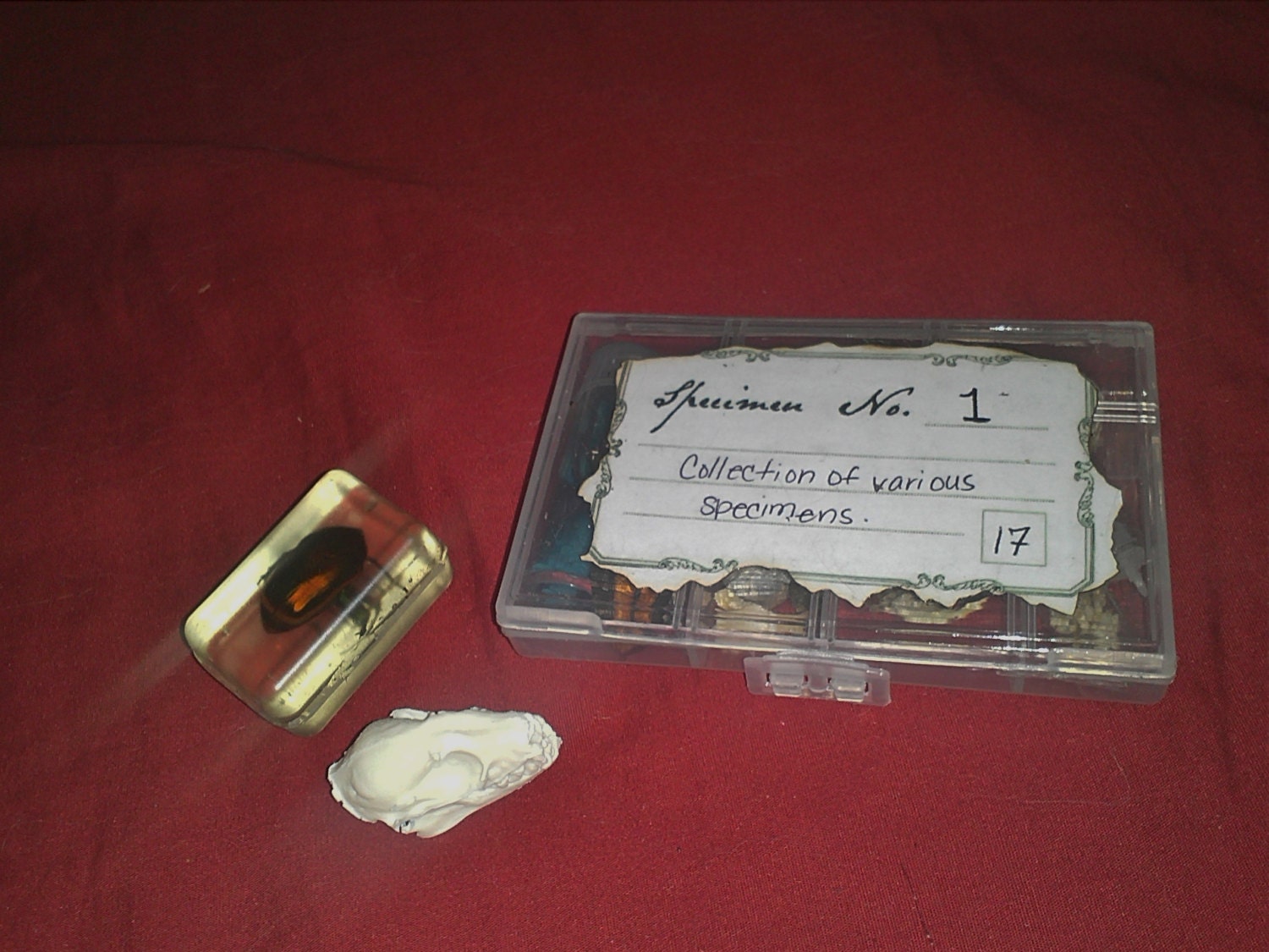 small starter curio/oddities/specimen kit