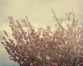 Tree Photograph. Fine Art Photo Print. Nature Photograph,  tree branches, blossom, sky, pink purple 8x10