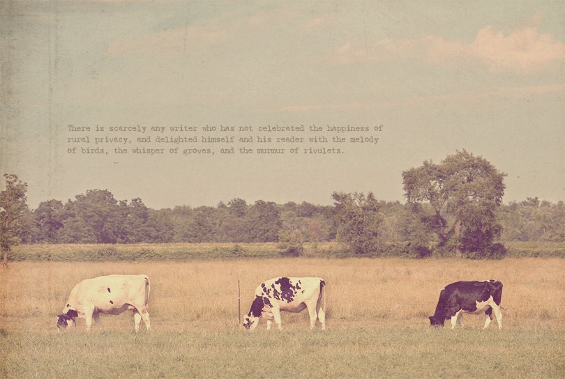 Cows Moo Photo Art Print Black and White Countryside Rural Grass Milk Farm - 8 x 12