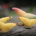 Chicken Family, Hen and 3 chicks, handmade all natural