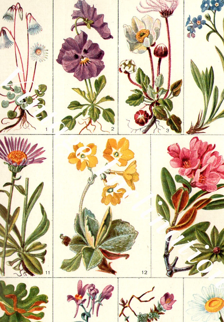 flowers chart