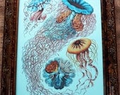 Jellyfish Art Print from 1904 on Blue Cardstock