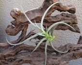 Tillandsia Caliginosa