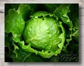 Bright Green Head of Lettuce - Photograph - 8 x 10 - Kitchen Fine Art Print - Garden Art - Vegetable