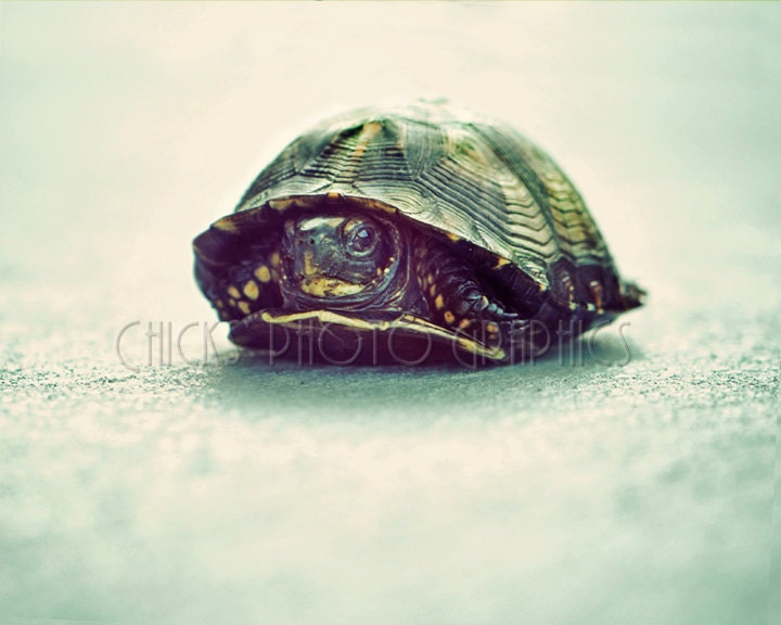 Tortoise Turtle Terrapin Photo, Minimalist Nature Photography, 5x7 Fine Art Print, Macro Reptile, Green, Black Blue, Wildlife Nursery
