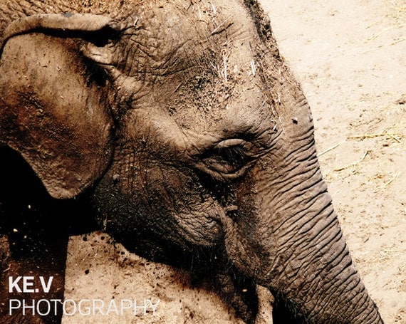 Muddy Elephant Photo, Wall Decor (8x10)