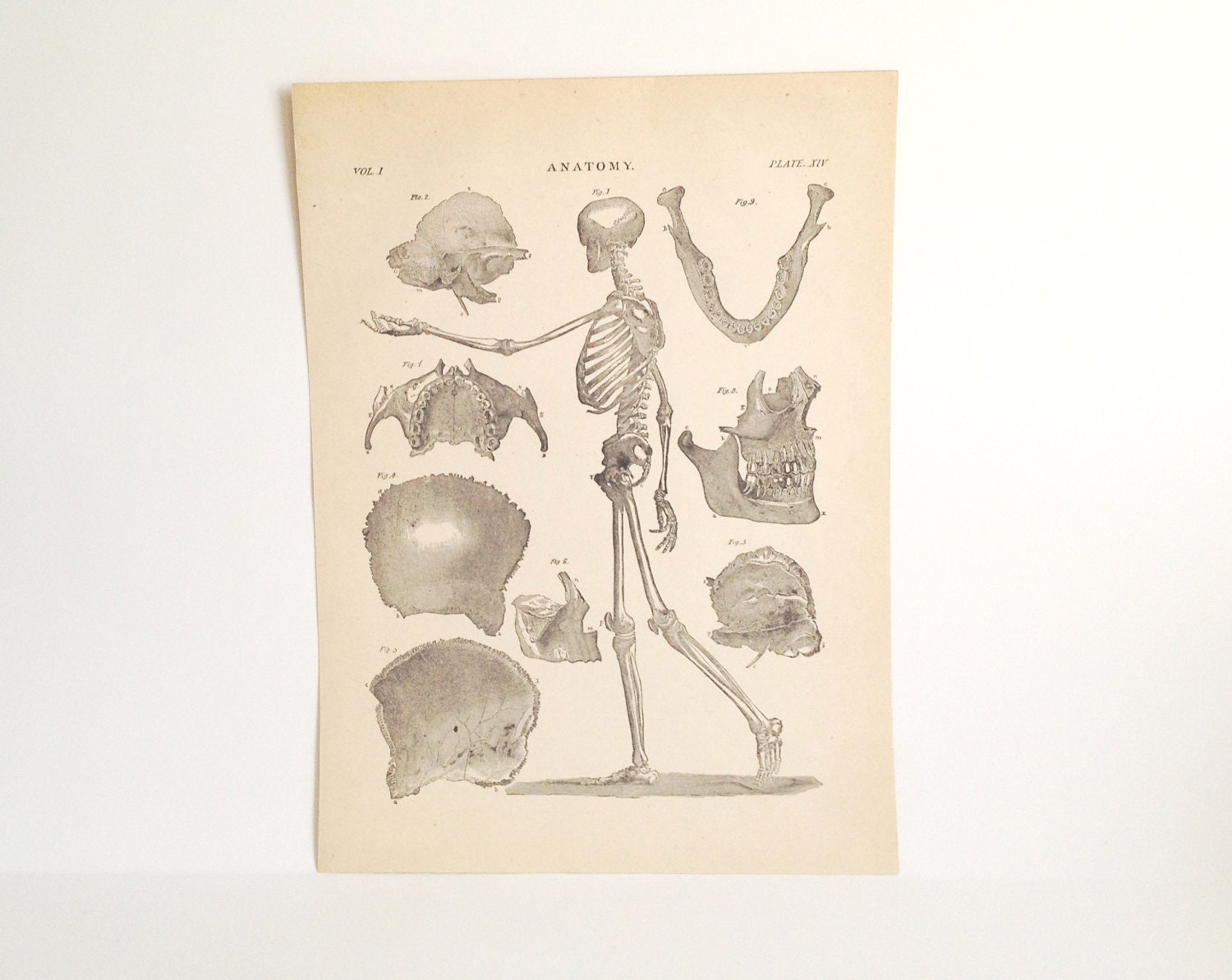 Anatomy Skeleton Medical Illustration