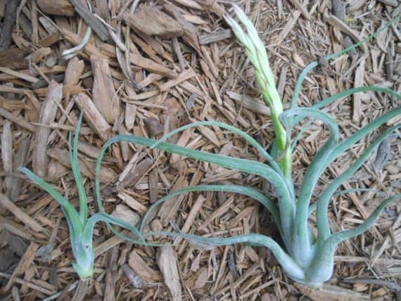 Buy plants gifts delivery. - Air Plant- Tillandsia Caput Medusae-Small  Plant Gift  Natural Gifts  Terrarium Supplies