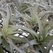 Tillandsia Air Plant -Harrisii Flowering Plant with Soft Leaves. Great Gift. Easy Care. Start your Collection Today.