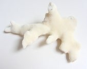 Beach Decor - White Cat's Paw Coral - Authentic Specimen Quality