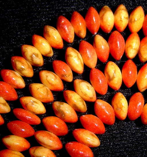 10mm Apple Coral Saucer Beads Full Strand