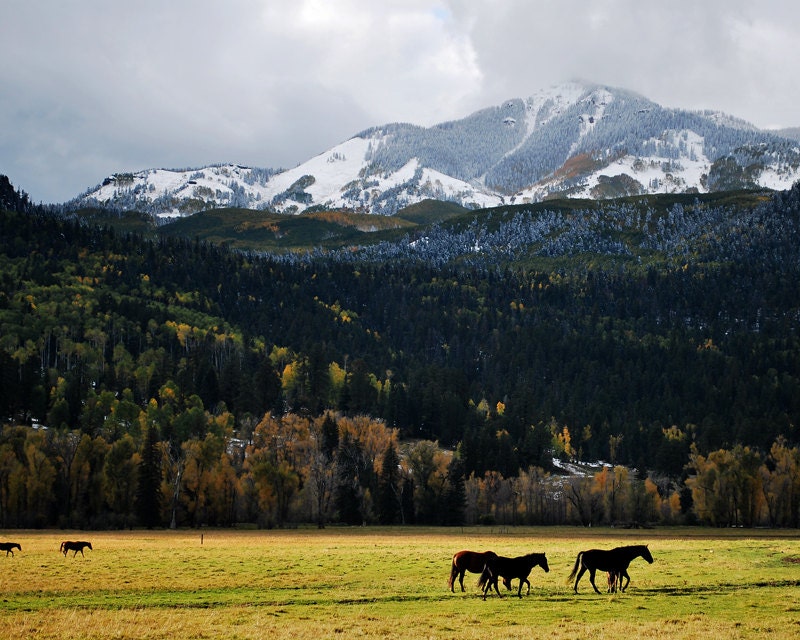 Snow covered mountains fall colors horses Colorado landscape photograph print 16x20